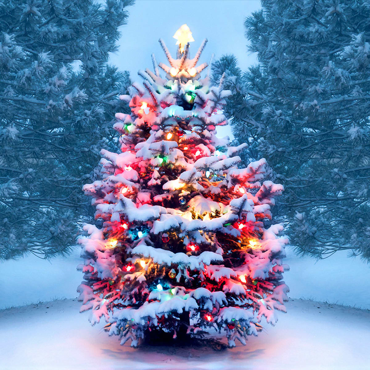 Vì sao cây thông lại là biểu tượng của ngày lễ Giáng Sinh?